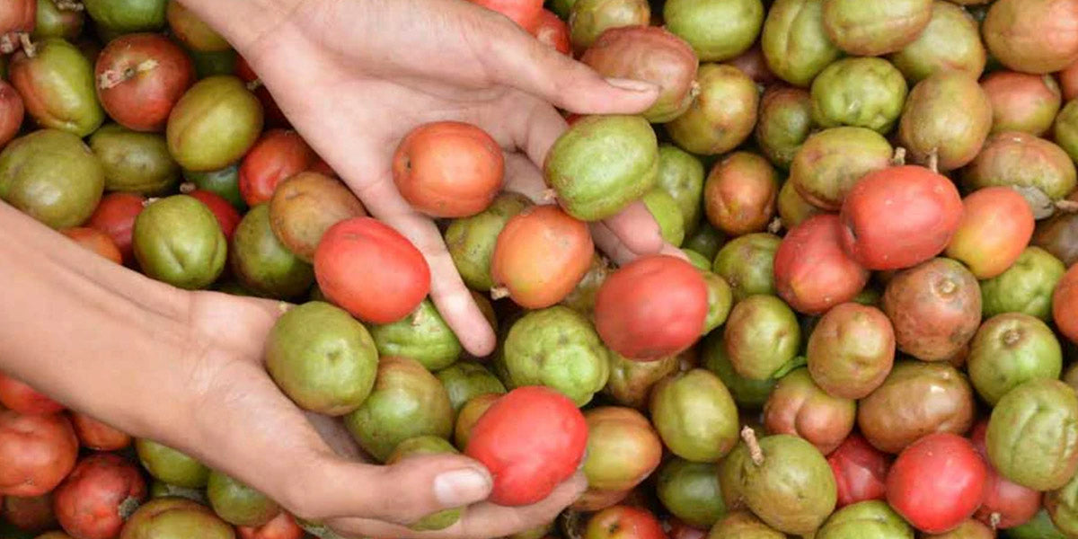 3 Recetas con Jocote Corona Salvadoreño | Sabor Tradicional en USA