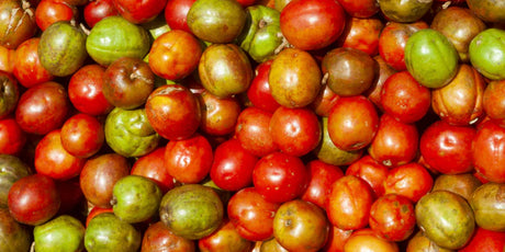 ¿Qué es el Jocote Corona Salvadoreño? | Frutas Salvadoreña en USA