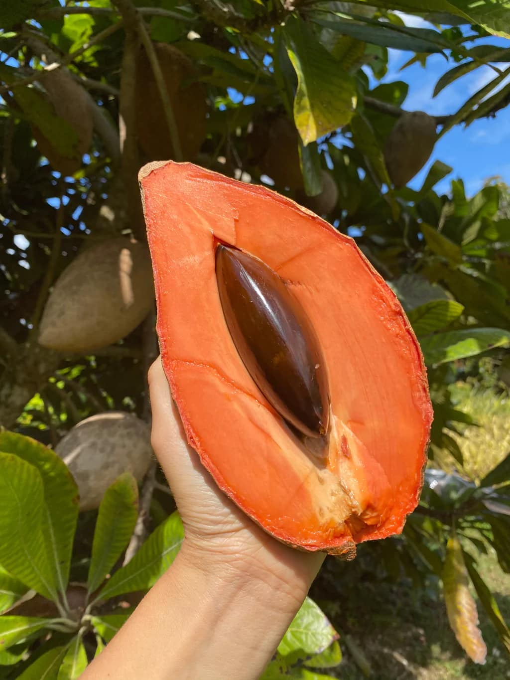 Mamey Salvadoreño Fresco | Fruta Tropical