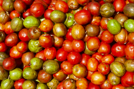 Salvadoran Jocote Corona | 16 oz