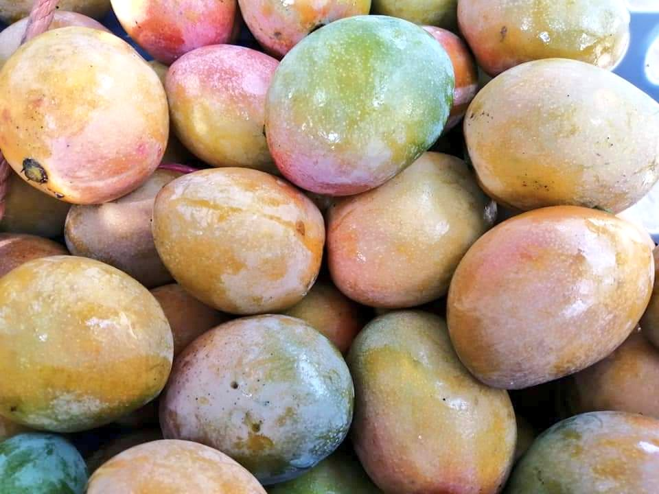 Mango Ciruela | Fruta Tropical Centroamericana | 16oz