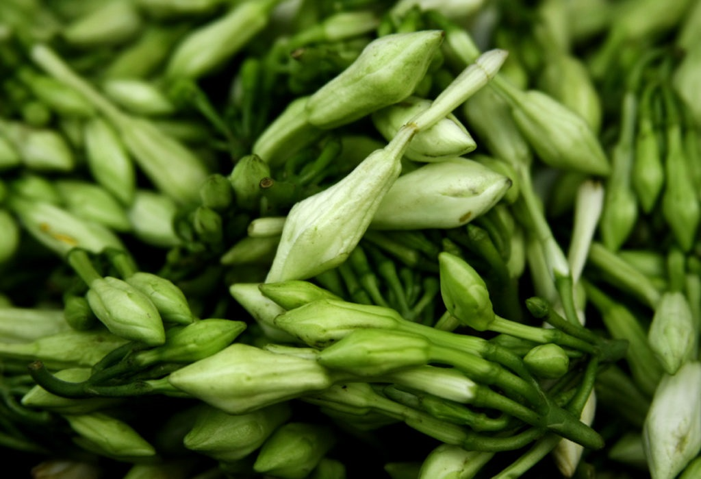 Locoro Salvadoreño 6 oz | Ingrediente Tradicional