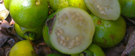Fresh Salvadoran Myrtle | Traditional, Acidic, and Aromatic Fruit