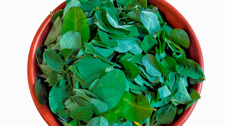 Chipilín Salvadoreño 6 oz – hoja tradicional para tamales, sopas y pupusas – Latin Foods At Your Door