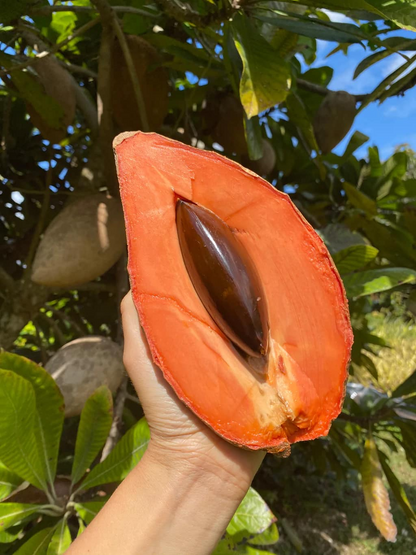 Mamey | 12oz